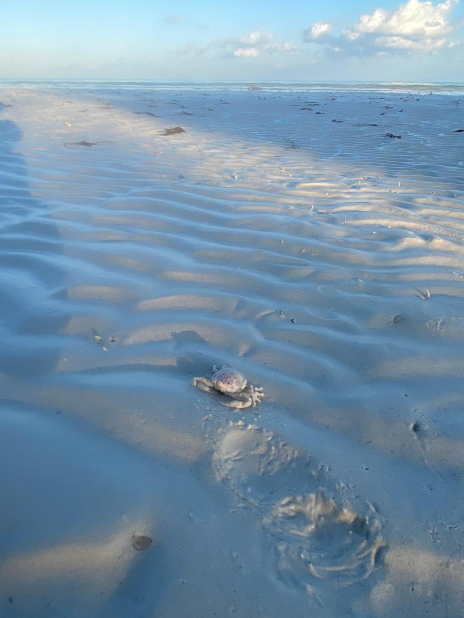 Barco Verde Hostel Isla Holbox Ngoại thất bức ảnh